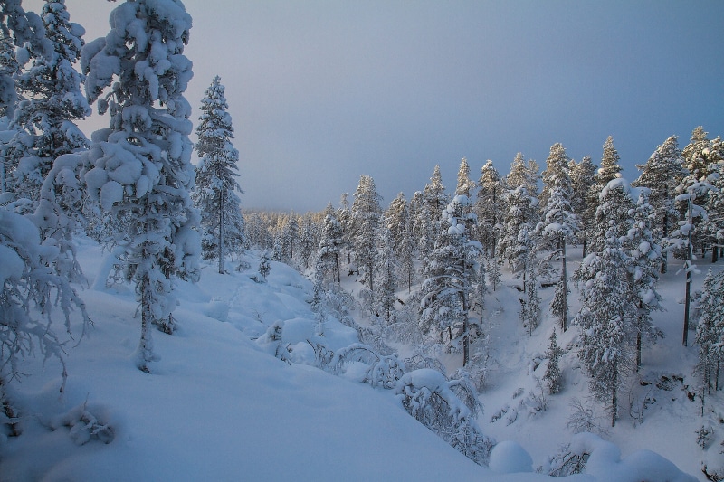 cold temperature, extreme weather, evergreen tree, fir tree, trees, scenics - nature, snow, forest, mountain, finland, 5K, coniferous tree, environment