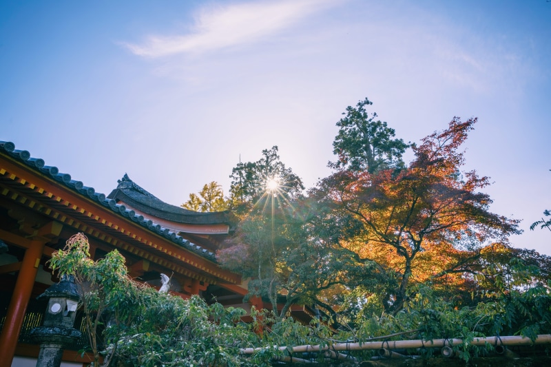 change, built structure, building, architecture, tree, nara-shi, plant, kasugataisha, japan, kasuga-taisha, growth, day, religion, place of worship, outdoors
