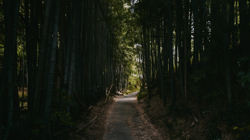 bamboo shoot, path, trunk, tranquil scene, no people, long, ground, forest, non-urban scene, transportation, trail, kyoto, growth, tranquility, tree, fushimi inari-taisha
