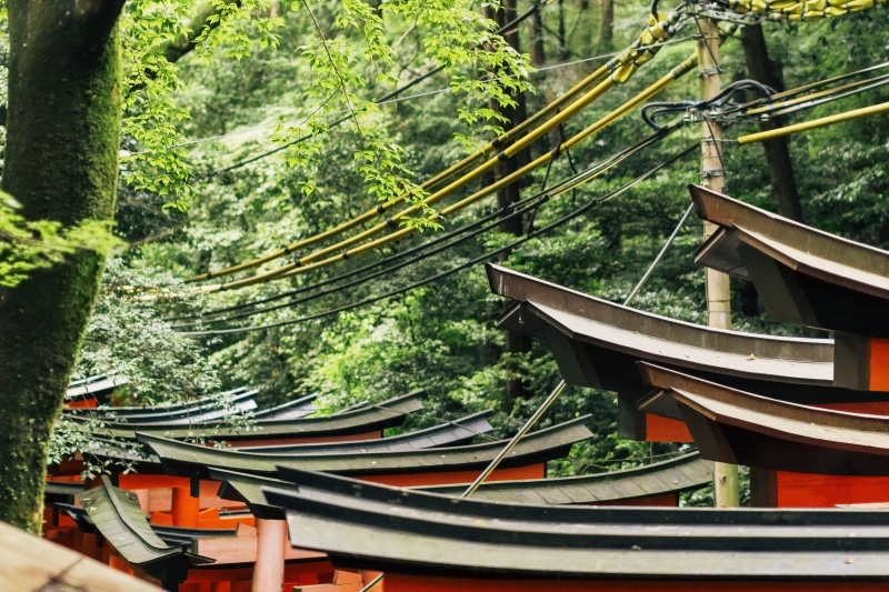 japan, kyōto-shi, place of worship, plant, transportation, 4K, green color, cables, tree, nature, fushimi inari taisha, building, forest, connection, kyoto