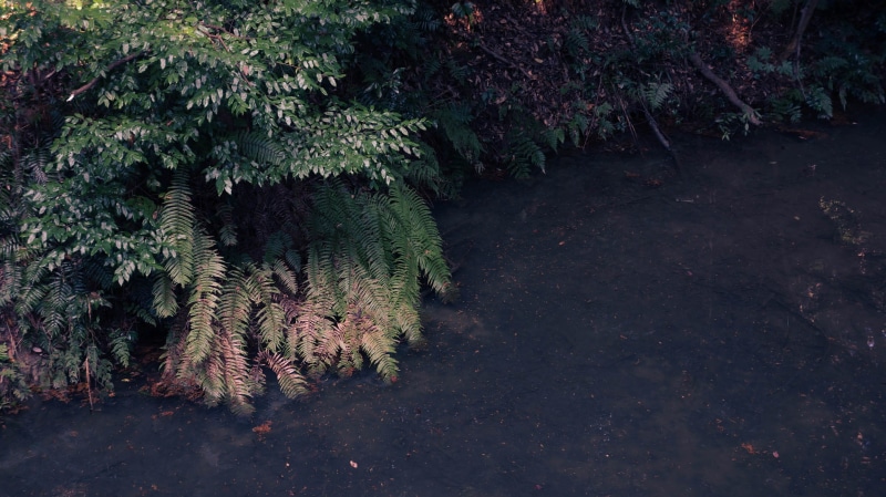 kyōto-shi, botany, beauty in nature, growth, lake, flower, trees, no people, leaf, fushimi inari taisha, plant, plant part, japan, coniferous tree, garden