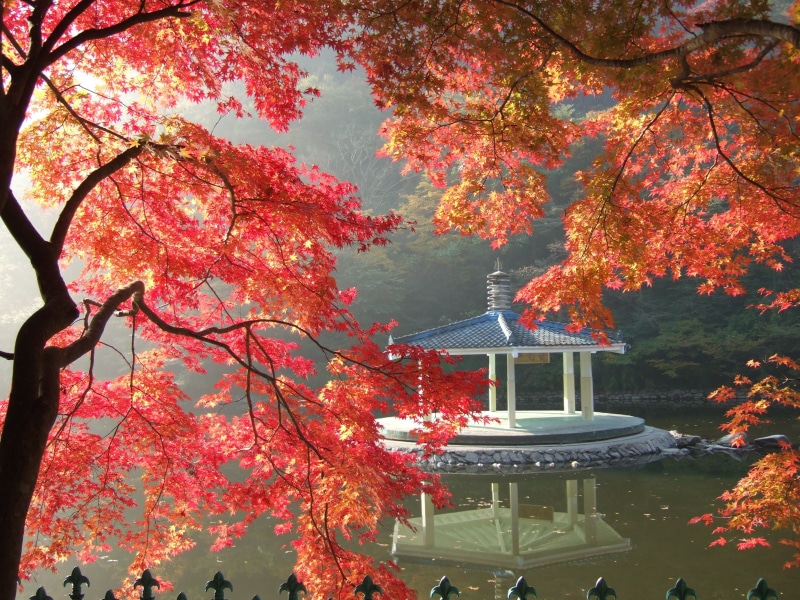 beauty in nature, park - Man Made Space, tree, belief, wood, autumn leaves, leaves, white, mountain, the korean countryside, outdoors, red maple leaf, plants