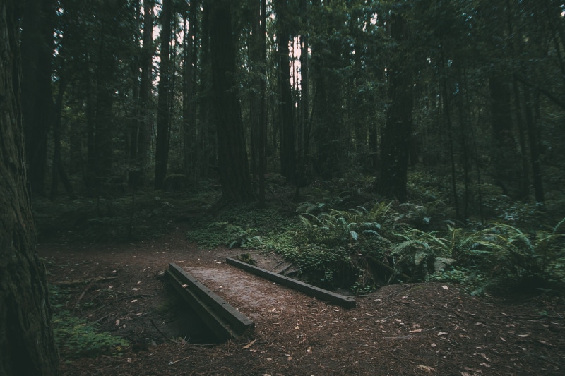 woods, natural, scenery, trunk, lake, lost, old, day, tranquil scene, beauty in nature, green color, environment, hike, scene, summer, non-urban scene