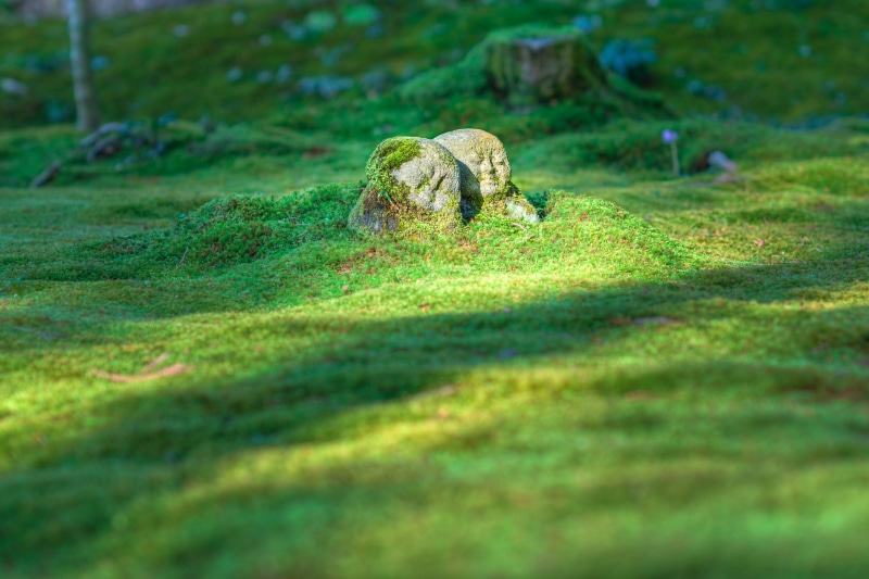 grass, beauty in nature, nature, one animal, representation, temple, vegetation, 4K, selective focus, sunlight, moss, shadow, field, kyoto, green color