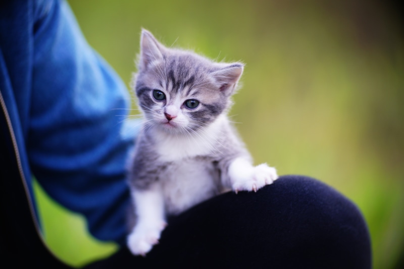 kitty, 5K, baby, on my knees, look