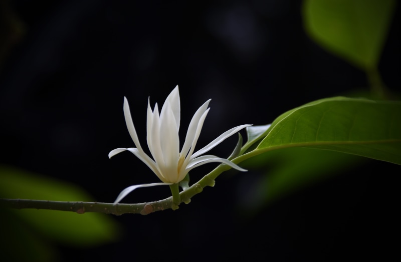 incense, petal, plant, flower, nature, fragility, freshness, white, aroma, flower head, fragrant, tree, flowers, vulnerability, growth, leaf, no people
