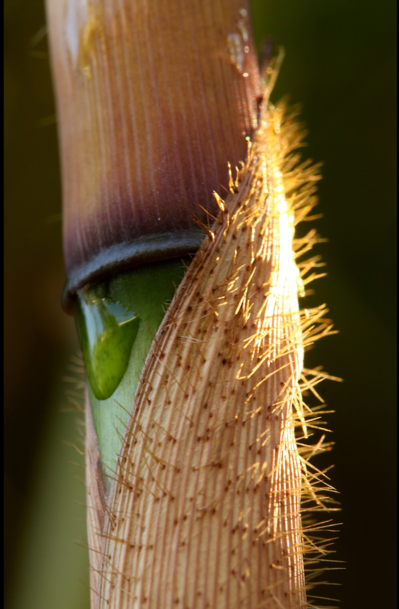 bamboo, cereal plant, selective focus, robusta, no people, fargesia, close-up, indoors, 4K, spiky, freshness, stem, plant, nature, pattern, agriculture