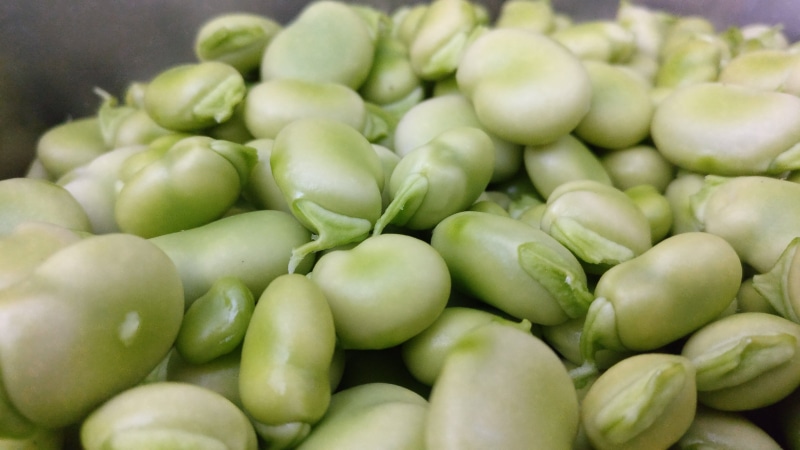 market, food, nature, vegetable, fruit, large group of objects, legume, beans, freshness, indoors, abundance, organic, no people, string bean, green color
