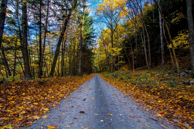 october, leaves, road, orange Color, forest, NJ, black, tree, New Jersey, nature, Outdoors, yellow, Past, in between, Buttermilk Falls, landscape, 5K