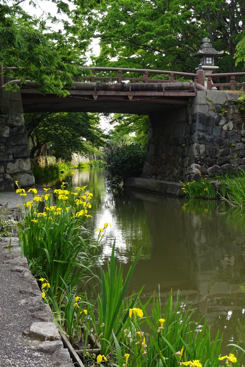 beauty in nature, nature, yellow iris, yellow flowers, japan landscape, early summer flowers, in the early summer, connection, arch bridge, lake, japan