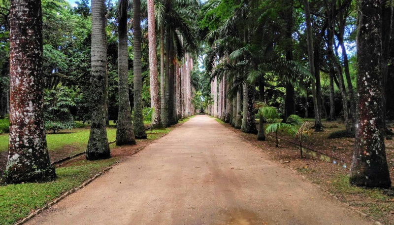 jardim botânico, gravel, trunk, the way forward, nature, pergola, arecaceae, garden, arbour, palm tree, tranquility, tree trunk, no people, brazil, day