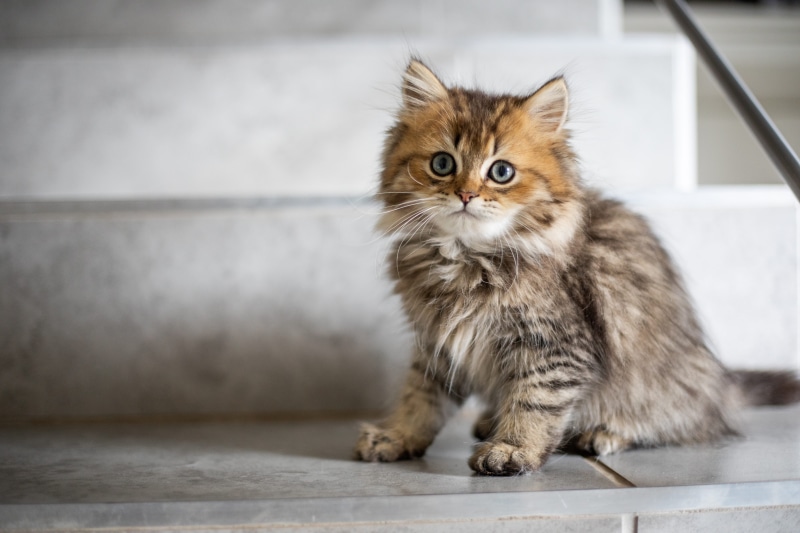 bronze, portrait, flagstone, manx, levi, sitting, indoors, no people, siamese, domestic animals, cat, persian cat, cushion, domestic cat, 5K, pillow, abyssinian