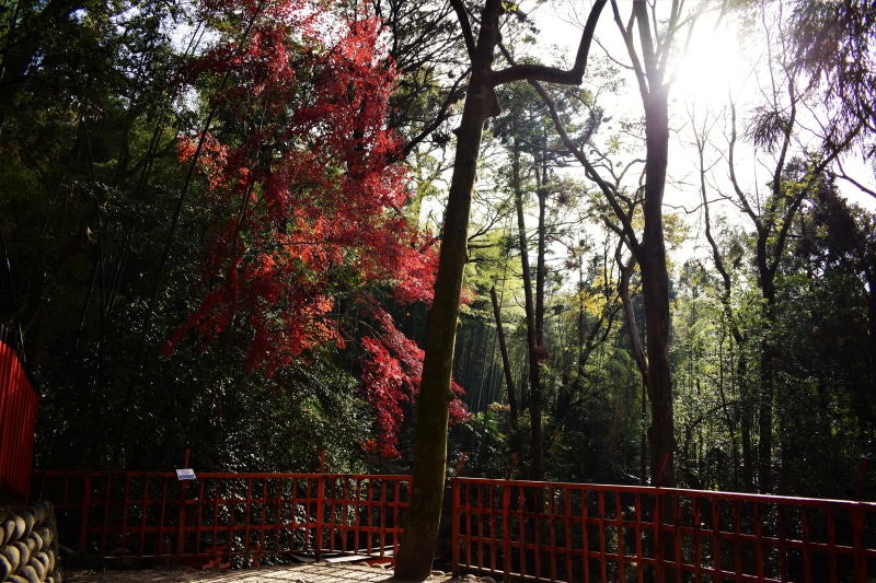 day, no people, fence, plant, tranquil scene, railing, land, growth, beauty in nature, tree trunk, fushimi inari taisha, 5K, osaka, barrier, trunk, change