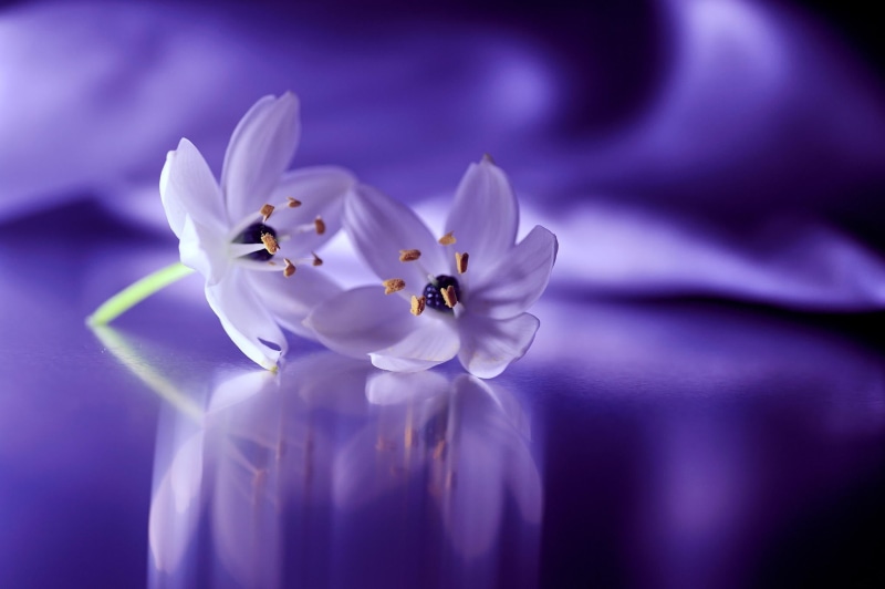 selective focus, nature, inflorescence, beauty in nature, flower, pollen, softness, petaled, fragility, blue, 1080P, flowering plant, snowdrops, white flowers
