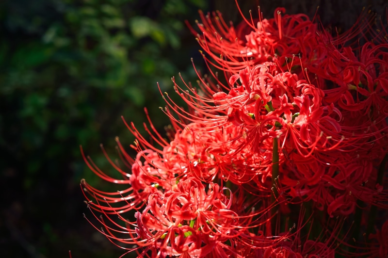 beauty in nature, dark, outdoors, red, autumn flowers, close-up, sea life, japan, focus on foreground, pollen, plant, inflorescence, fall of japan, autumn