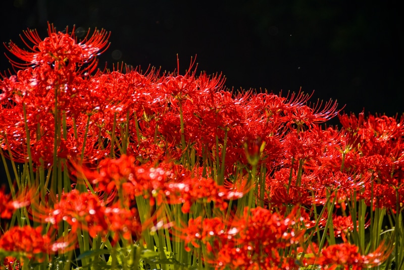 nature, no people, red, spider lily, autumn flowers, flower head, night, amaryllis, flower, freshness, water, beauty in nature, 4K, petal, fragility, outdoors