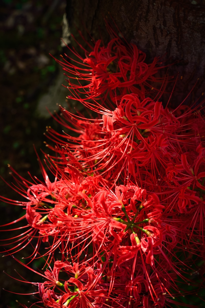 food, dark, outdoors, fall of japan, pattern, autumn flowers, flowers, spider lily, focus on foreground, amaryllis, landscape, autumn, freshness, close-up