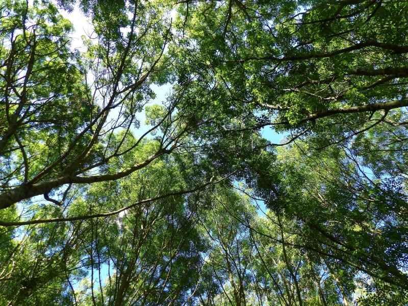 growth, land, tree trunk, trees, no people, tree, directly below, backgrounds, branch, uplight, tranquility, nature, outdoors, diving against, green color