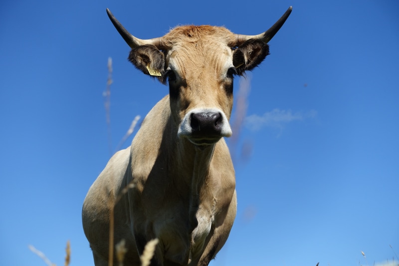 hypnosis, no people, nature, clear sky, animal wildlife, ruminant, mammal, herbivorous, prairie, looking at camera, fields, uplight, day, mammals, one animal