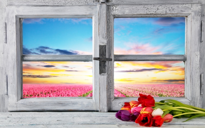 plant, field, red, petals, flowering plant, 4K, window, cloud - sky, flower arrangement, sunlight, landscape, framed, multi colored, beauty in nature