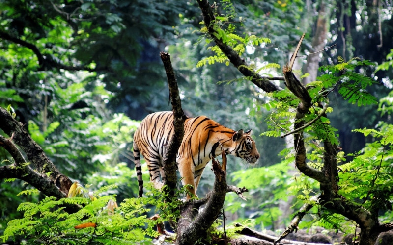 tiger, photography, forest, tree, animal, animal themes, branch, vertebrate, brown, animal wildlife, one animal, metal, black, plant, animals, land, growth