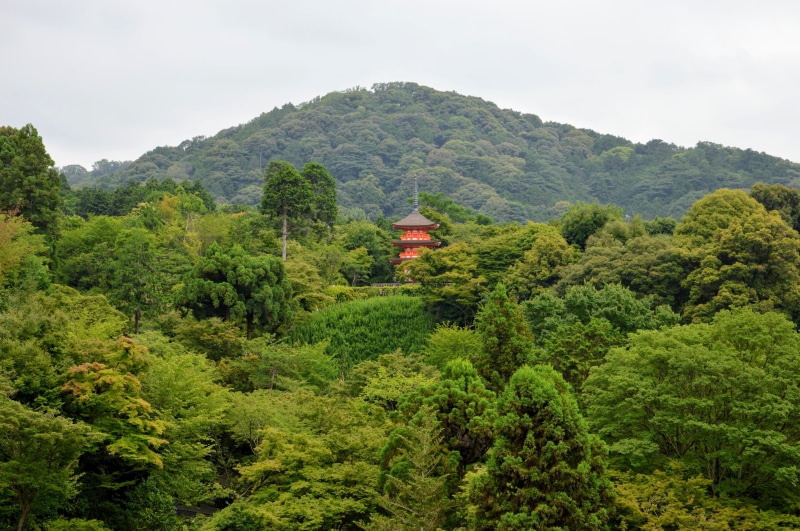 plant, tranquil scene, trees, architecture, day, religious, buddhist, land, traditional, japan, japanese, tree, lush foliage, buddha, culture, worship