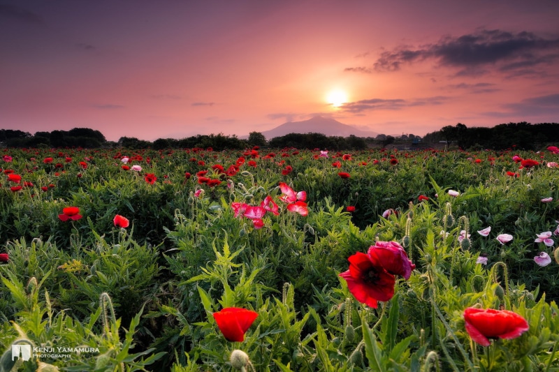 1080P, beauty, sunset, Kenji Yamamura, photographer, flowers