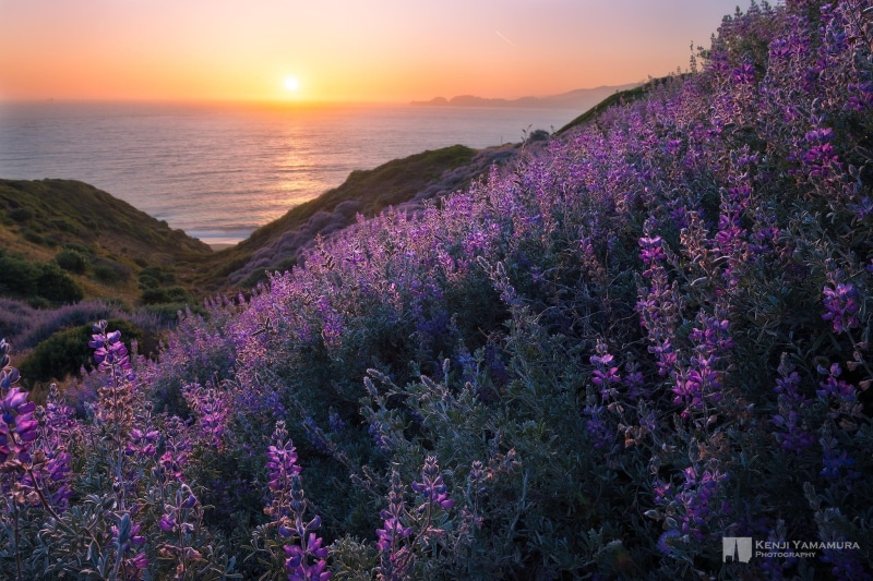 dal, photographer, Kenji Yamamura, sunset, the sky, flowers, 1080P, sea, haze