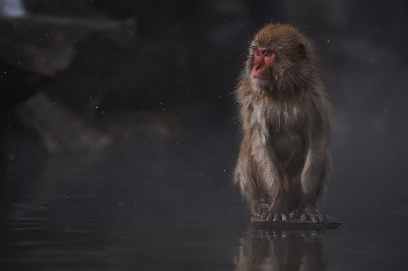 photographer, Kenji Yamamura, Japanese macaques, Macaca fuscata, sitting, interest, 1080P