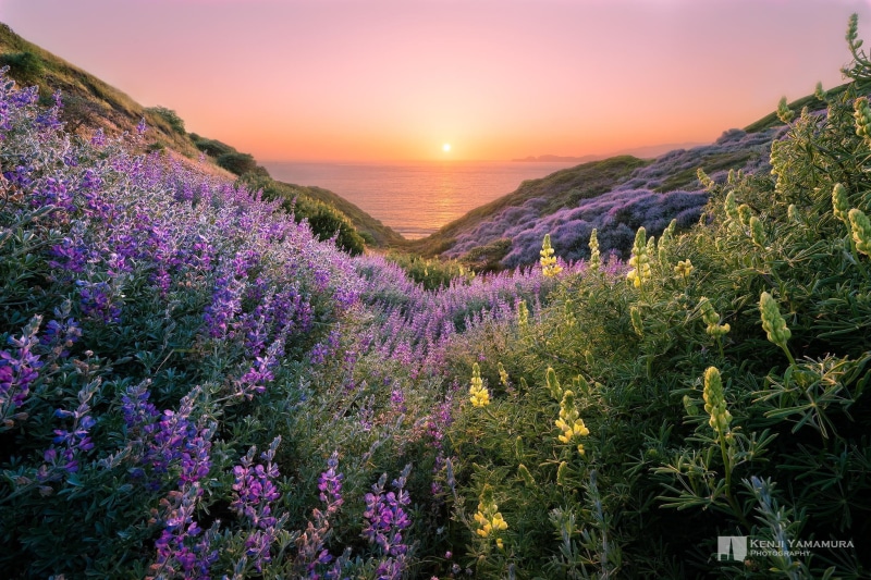 1080P, photographer, the sun, sunset, sea, hills, beautiful, flowers, Kenji Yamamura