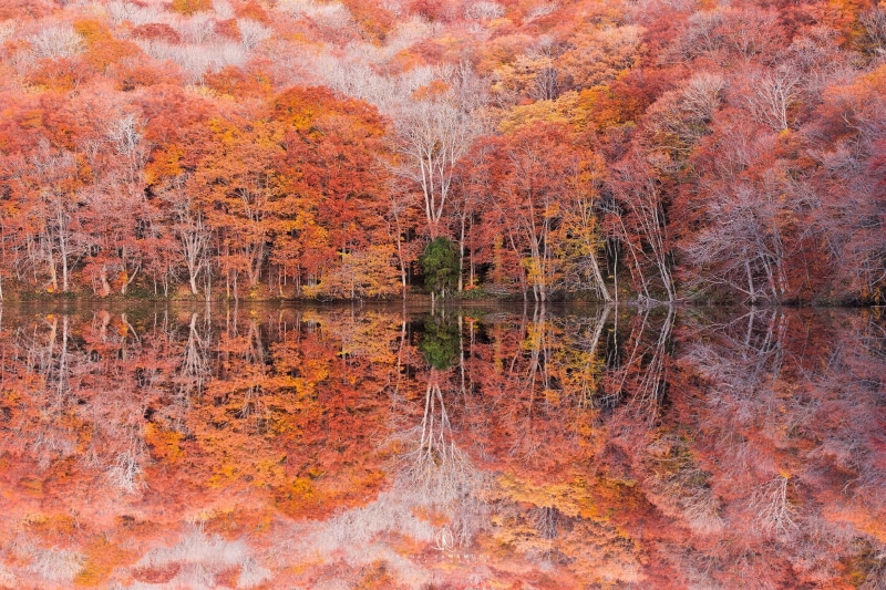 1080P, trees, photographer, Kenji Yamamura, reflection, foliage, autumn, Lake Tsuta