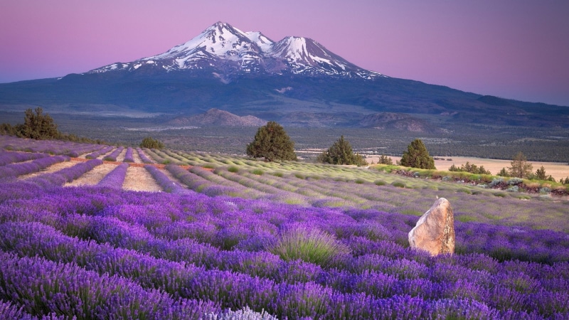 lavender, 1080P, farms, mountains, fields, california, shasta, mount