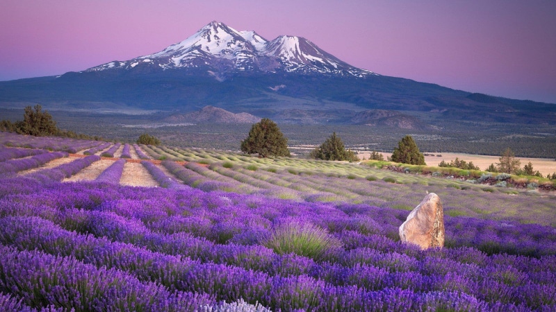desktop, mount, fields, california, lavender, mountains, 1080P, shasta, farms