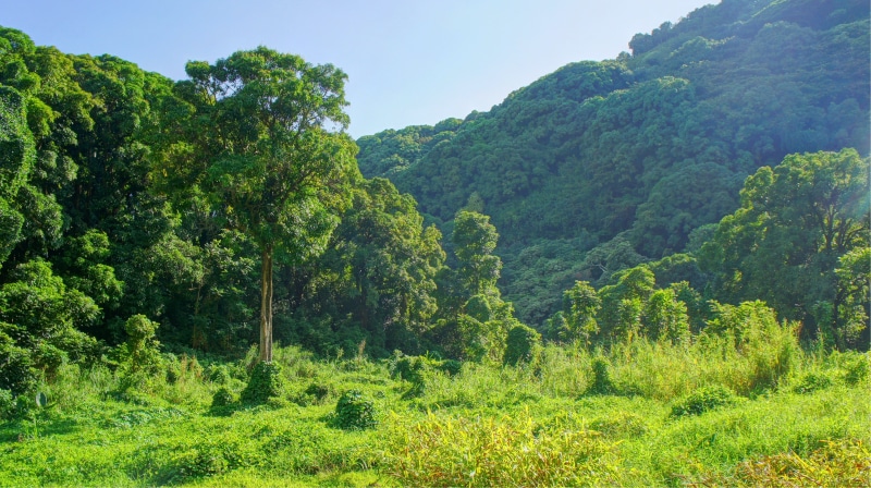 foliage, tranquility, palm trees, scenics - nature, 4K, no people, land, environment, tranquil scene, forest, lush foliage, tree, plant, beach, rainforest