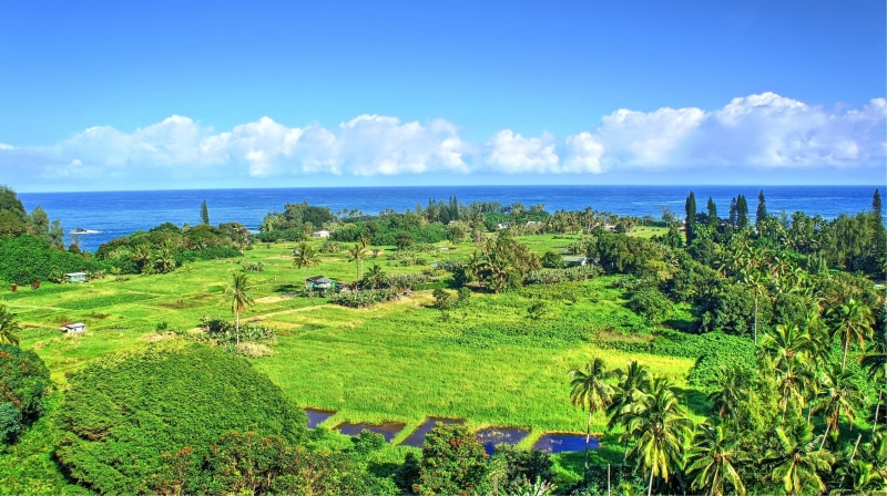 Hawaii, plant, sky, scenics - nature, horizon, sea, tranquil scene, isle of Maui, landscape, beach, tropical forest, tree, land, palm trees, horizon over water