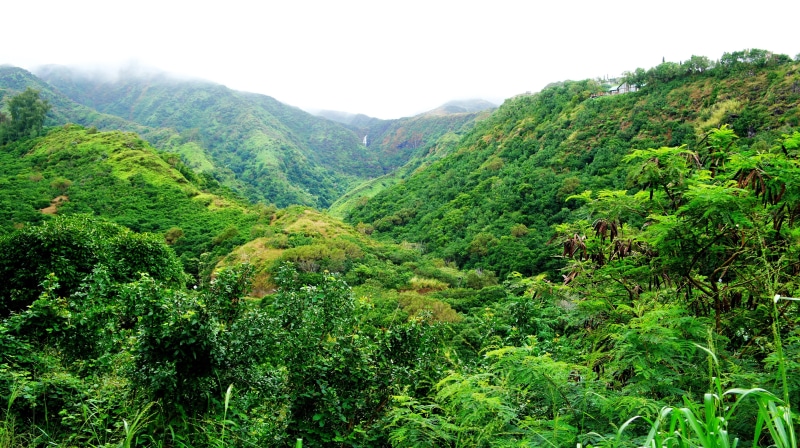 4K, beach, tropical forest, Maui, Hawaii, tropics, palm trees