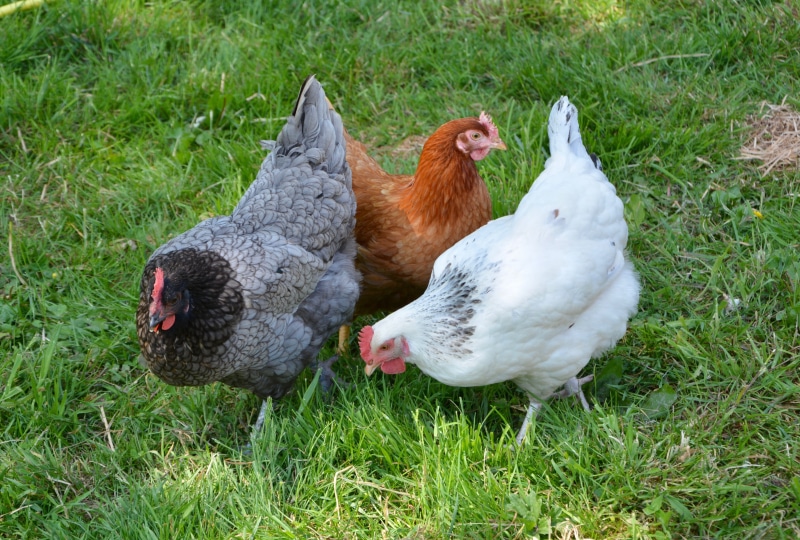 vertebrate, livestock, red hen, garden, nature, laying hens, laying hen, hens, animal themes, animal, grass, outdoors, mammal, hen ashy, ponte, domestic