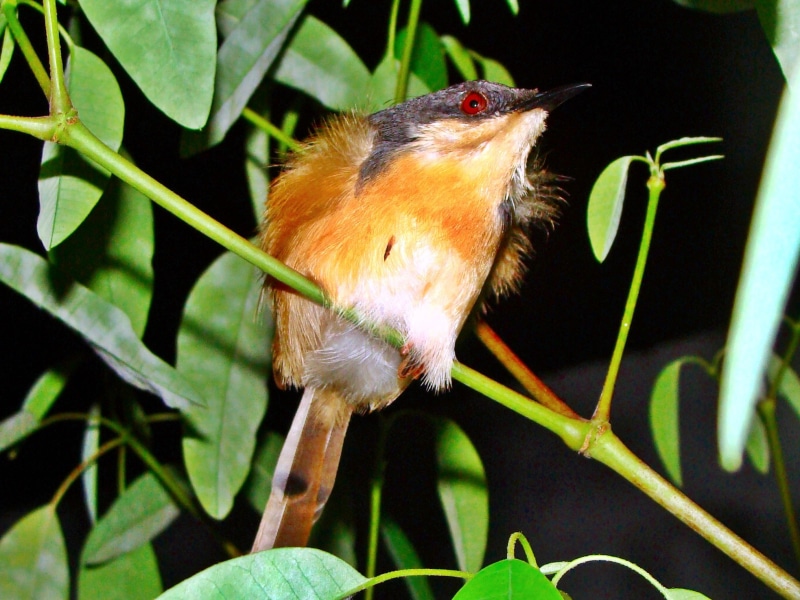 outdoors, green color, beauty in nature, plant, dharwad, bird, wren, ashy, animal, growth, plant part, perching, 1080P, no people, vertebrate, one animal