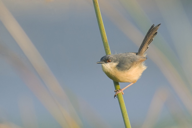 beauty in nature, beak, no people, vertebrate, one animal, animal, sunlight, good, bird, low angle view, prinia, perching, mysore, deejayclix, morning