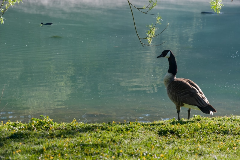 outdoors, beach, architecture, lake, spring, lawn, fauna, lakeshore, outdoor, mammal, park, one animal, animal themes, body of water, animal, animals in the wild