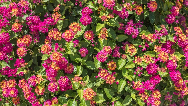 no people, summer, gardening, plant part, growth, beauty in nature, 8K, blooming, leaf, nature, flower head, flowering plant, pink, inflorescence, outdoors