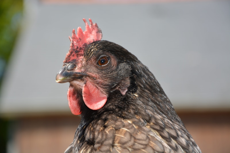 chicken, field, day, vertebrate, domestic, close-up, animal eye, animal portrait, animal, outdoors, mammal, male animal, farm, profile view, no people