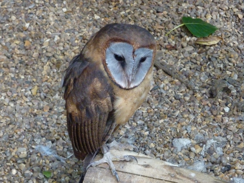 falconry, wildlife, animal themes, ashy-faced barn owl, day, animal wildlife, bird, predator, pebble, animal, land, close-up, rock, stone - object, rock - object