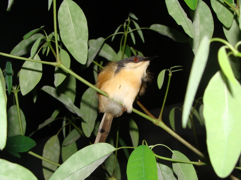 plant part, outdoors, ashy, india, animal, wildlife, plant, rodent, leaf, 2K, bird, wren, rat, mammal, no people, vertebrate, animal themes, growth, macro