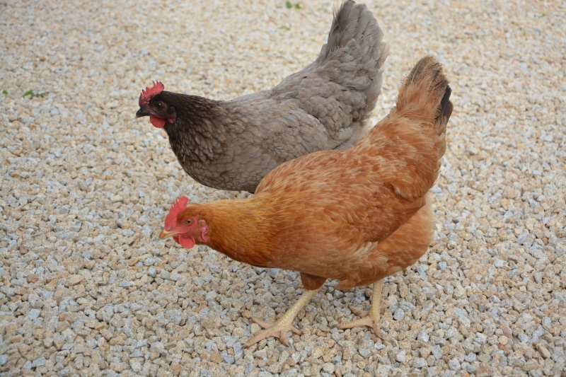 agriculture, chicken - bird, farm, domestic, 5K, group of animals, day, pets, no people, domestic animal, hens, hen ashy, livestock, young animal, chicken