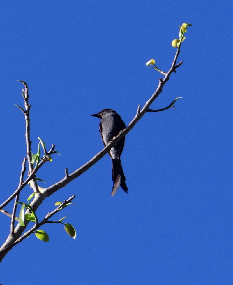 fly, clear sky, no people, copy space, vertebrate, animals in the wild, dom, india, beak, plant, day, wild, blue, 1080P, wildlife, nature, majestic, one animal
