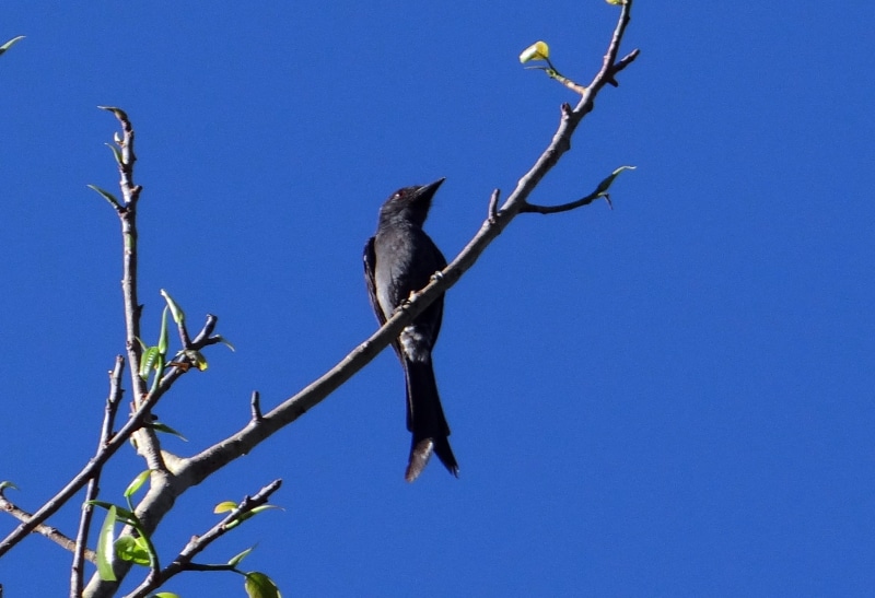 dom, feather, 1080P, avian, branch, creature, blue, wilderness, no people, animal, majestic, wings, india, clear sky, one animal, tree, mammal, wild, wildlife