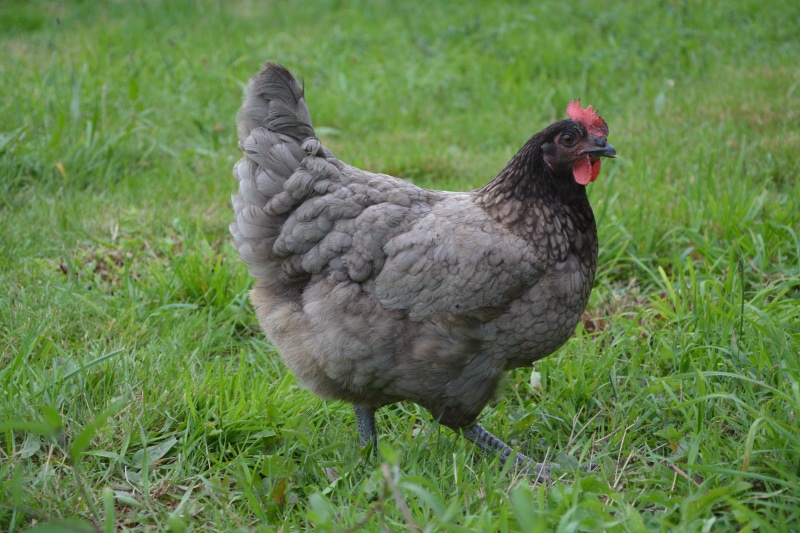 plant, no people, vertebrate, laying hen, chicken - bird, mammal, pets, livestock, field, land, gray, hen ashy, domestic animal, outdoors, domestic animals
