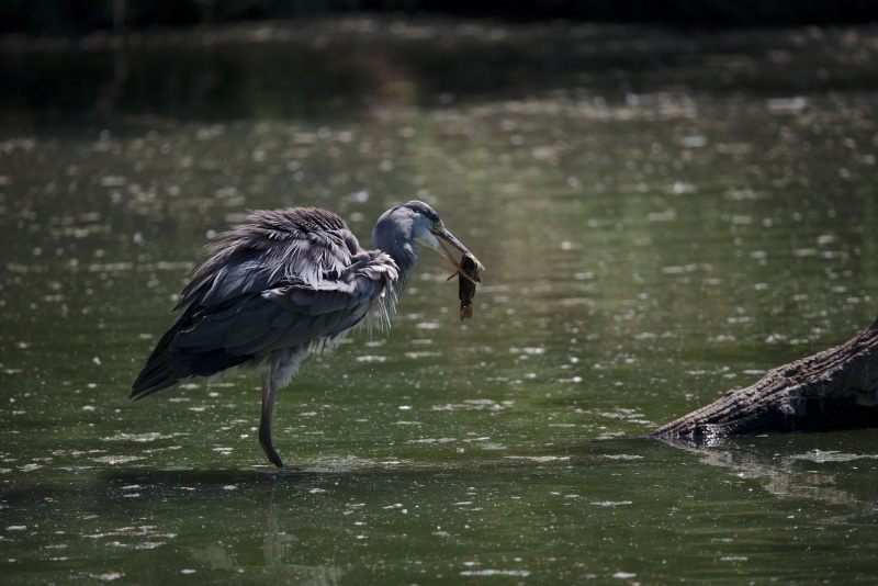 perching, fish, no people, heron, camargue, fishing, 5K, river, vertebrate, food, animal themes, day, waterfront, animal wildlife, bird, lake, two animals