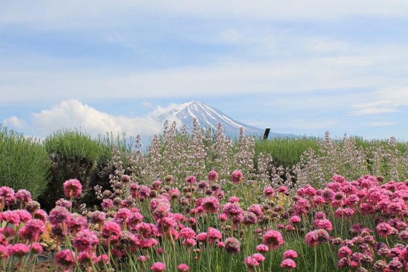 plant, nature, vulnerability, outdoors, tree, pink, mountain, asia, fragility, cloud - sky, land, daytime, day, freshness, scenics - nature, flower, sky